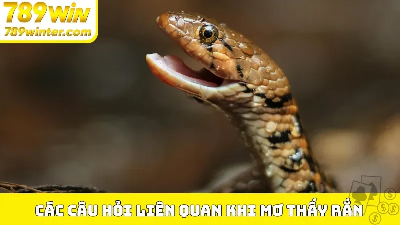 Các câu hỏi liên quan khi mơ thấy rắn