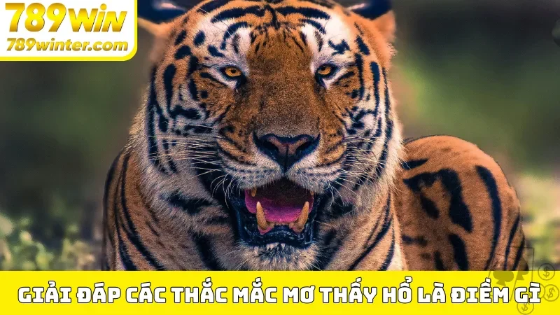 Giải đáp các thắc mắc mơ thấy hổ là điềm gì