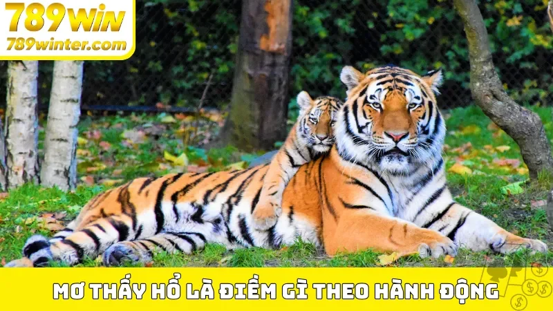 Mơ thấy hổ là điềm gì theo hành động