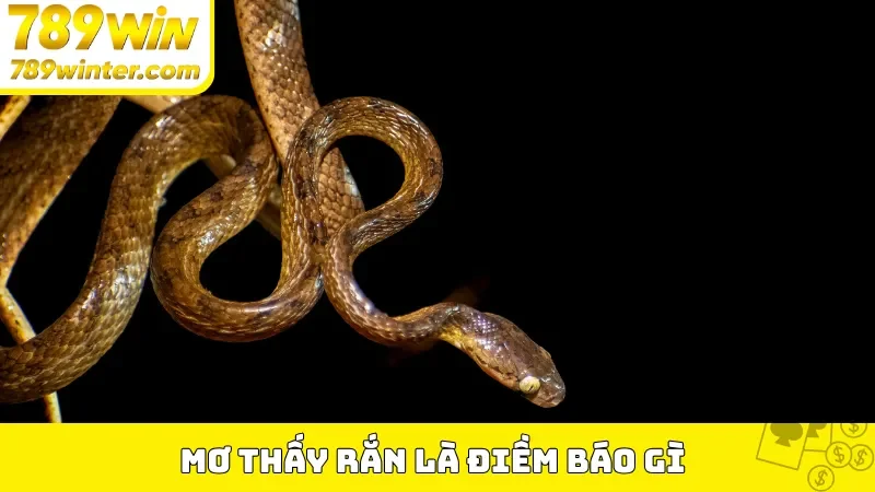 Ngủ mơ thấy rắn là điềm báo gì