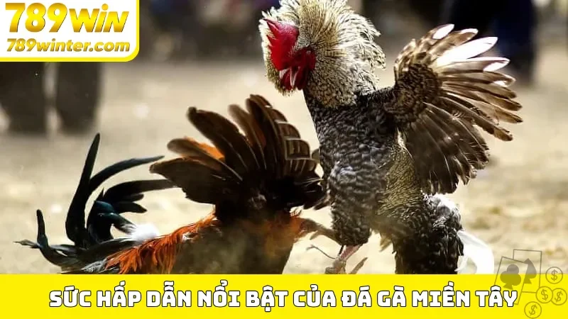 Sức hấp dẫn nổi bật của đá gà miền Tây